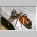 Synageles venator - Springspinne 07 4mm.jpg